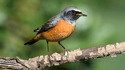 Kızılkuyruk - Phoenicurus phoenicurus kuş fotoğrafı