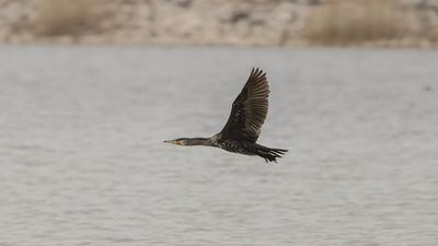 Karabatak - Phalacrocorax carbo kuş fotoğrafı