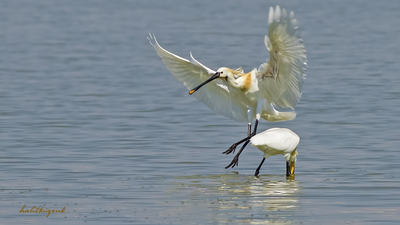 Kaşıkçı (Platalea leucorodia) - Ankara / Gölbaşı kuş fotoğrafı