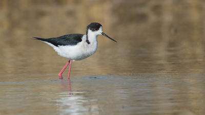 Uzunbacak - Himantopus himantopus kuş fotoğrafı