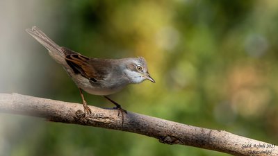 Akgerdanlı ötleğen (Curruca communis) - KKTC / Girne kuş fotoğrafı