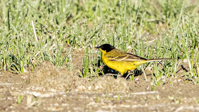 Sarı Kuyruksallayan