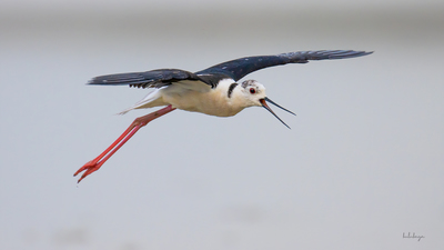 Uzunbacak (Himantopus himantopus) - Eskişehir / Günyüzü kuş fotoğrafı