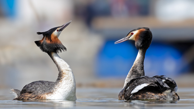 Bahri (Podiceps cristatus) - Ankara / Gölbaşı kuş fotoğrafı
