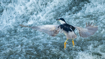 Gece Balıkçılı (Nycticorax nycticorax) - Zonguldak / Çaycuma kuş fotoğrafı