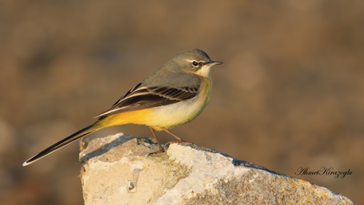 Dağ Kuyruksallayanı - Motacilla cinerea kuş fotoğrafı
