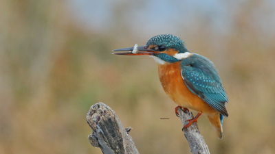 Yalıçapkını - Alcedo atthis kuş fotoğrafı