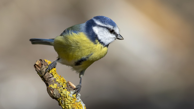 Mavi Baştankara - Cyanistes caeruleus kuş fotoğrafı