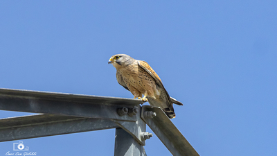 Kerkenez (Falco tinnunculus) - Ankara / Gölbaşı kuş fotoğrafı