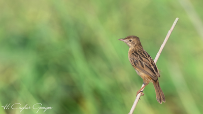 Yelpazekuyruk - Cisticola juncidis kuş fotoğrafı