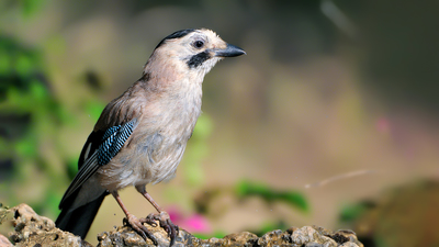 Alakarga - Garrulus glandarius kuş fotoğrafı