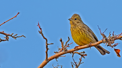 Sarı Çinte (Emberiza citrinella) - Malatya / Yeşilyurt kuş fotoğrafı