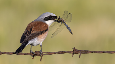 Kızılsırtlı örümcekkuşu (Lanius collurio) - Samsun / Bafra kuş fotoğrafı