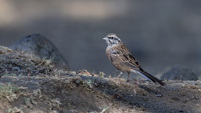 Kaya Çintesi - Emberiza cia kuş fotoğrafı