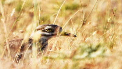 Kocagöz - Burhinus oedicnemus kuş fotoğrafı