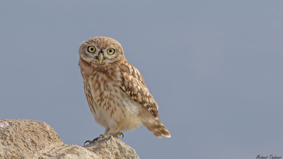 Kukumav - Athene noctua kuş fotoğrafı