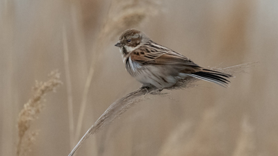 Bataklık Çintesi - Emberiza schoeniclus kuş fotoğrafı