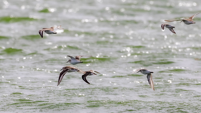 Karakarınlı Kumkuşu - Calidris alpina kuş fotoğrafı