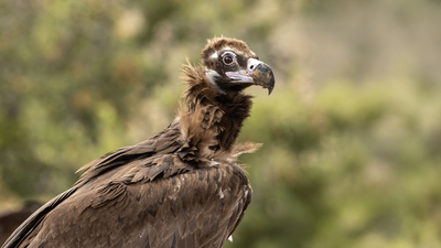 Kara Akbaba (Aegypius monachus) - Bolu / Yeniçağa kuş fotoğrafı
