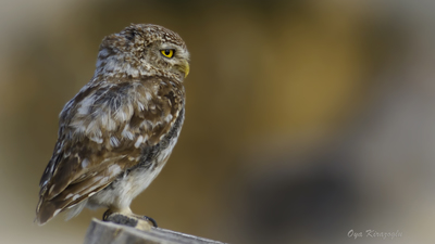 Kukumav - Athene noctua kuş fotoğrafı