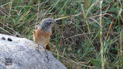 Kızılkuyruk - Phoenicurus phoenicurus kuş fotoğrafı