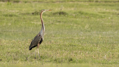 Erguvani balıkçıl (Ardea purpurea) - Aksaray / Merkez kuş fotoğrafı