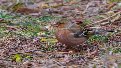 İspinoz - Fringilla coelebs kuş fotoğrafı