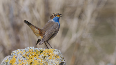Mavigerdan - Luscinia svecica kuş fotoğrafı