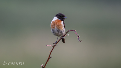 Taşkuşu - Saxicola rubicola kuş fotoğrafı