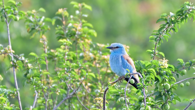 Gökkuzgun - Coracias garrulus kuş fotoğrafı