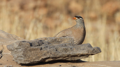 Kum Kekliği (Ammoperdix griseogularis) - Gaziantep / Nizip kuş fotoğrafı
