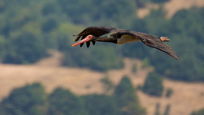 Kara Leylek - Ciconia nigra kuş fotoğrafı
