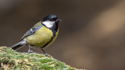 Büyük Baştankara - Parus major kuş fotoğrafı