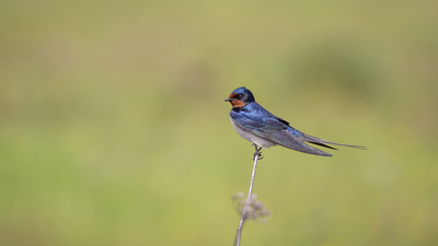 Kır Kırlangıcı (Hirundo rustica) - İstanbul / Beykoz kuş fotoğrafı