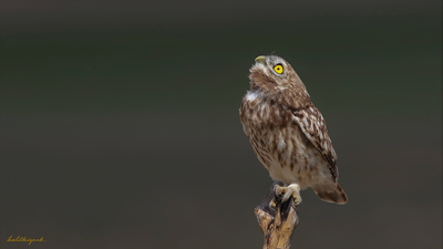 Kukumav - Athene noctua kuş fotoğrafı