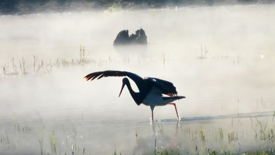 Kara Leylek - Ciconia nigra kuş fotoğrafı