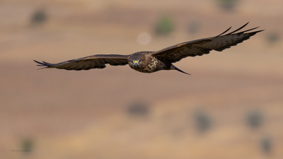 Şahin (Buteo buteo) - Bilecik / Söğüt kuş fotoğrafı