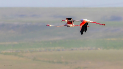 Flamingo