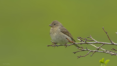 Çütre - Carpodacus erythrinus kuş fotoğrafı