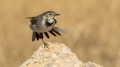 Ak kuyruksallayan (Motacilla alba) - Ankara / Gölbaşı kuş fotoğrafı