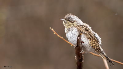 Boyunçeviren (Jynx torquilla) - Tokat / Merkez kuş fotoğrafı