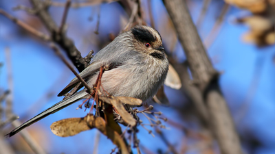 Uzunkuyruklu Baştankara (Aegithalos caudatus) - Ankara / Yenimahalle kuş fotoğrafı