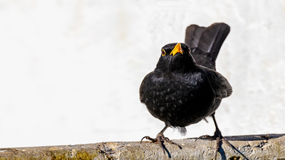 Karatavuk - Turdus merula kuş fotoğrafı