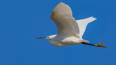 Küçük Ak Balıkçıl - Egretta garzetta kuş fotoğrafı