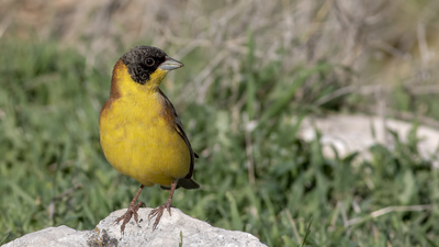 Karabaşlı Çinte - Emberiza melanocephala kuş fotoğrafı