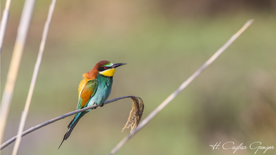 Arıkuşu - Merops apiaster kuş fotoğrafı