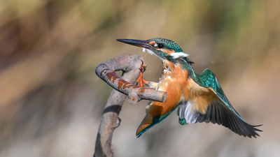 Yalıçapkını - Alcedo atthis kuş fotoğrafı