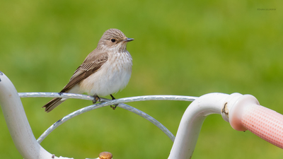 Benekli sinekkapan (Muscicapa striata) - Bilecik / Bozüyük kuş fotoğrafı