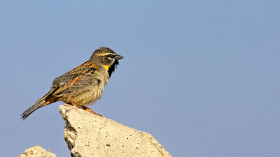 Küçük Serçe - Passer moabiticus kuş fotoğrafı