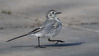Ak Kuyruksallayan - Motacilla alba kuş fotoğrafı